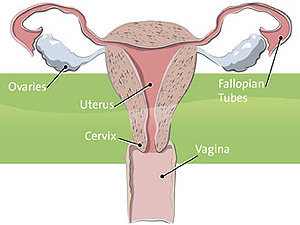 Uterine Fibroid Embolization